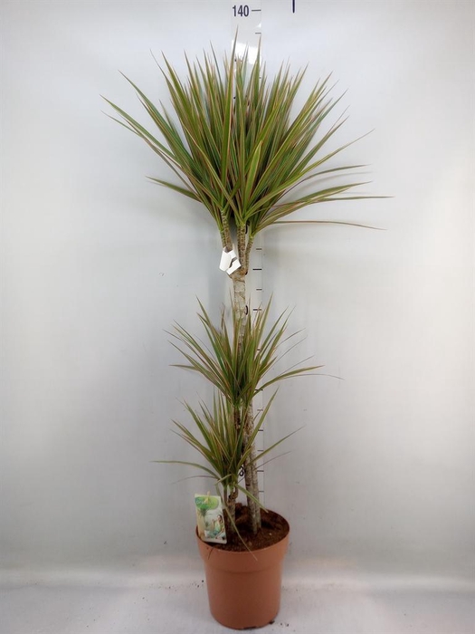 <h4>Dracaena marg. 'Bicolor'</h4>