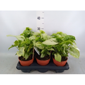 Syngonium   ...