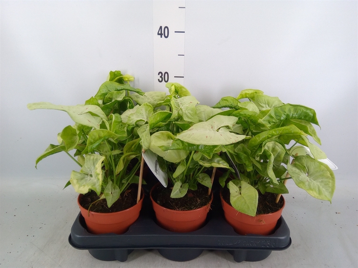 <h4>Syngonium   ...</h4>
