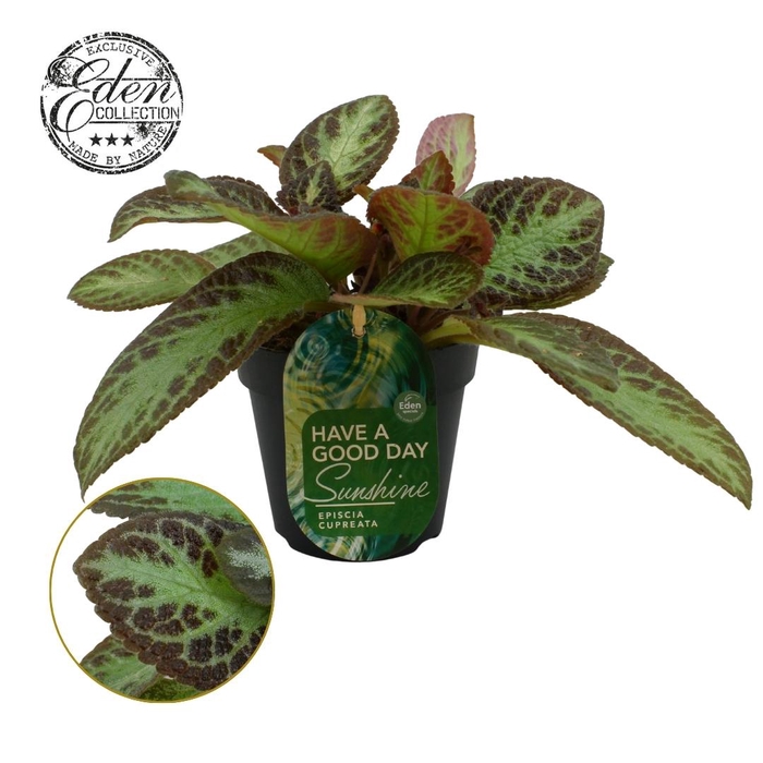 <h4>Episcia cupreata Zebra 12cm</h4>