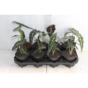 ALOCASIA POLLY P12