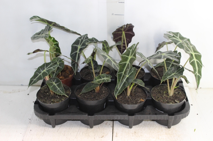 <h4>ALOCASIA POLLY P12</h4>
