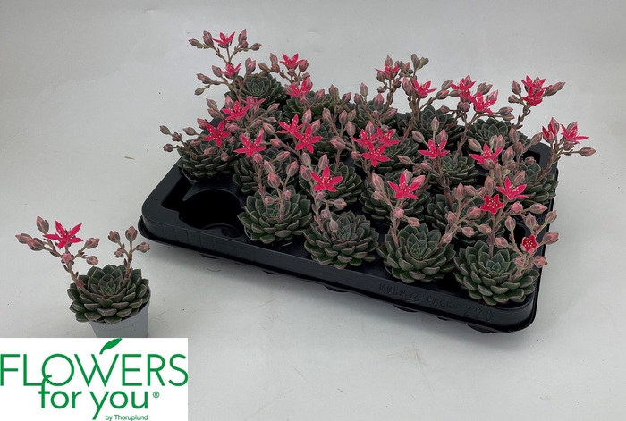 <h4>GRAPTO BELLUM</h4>