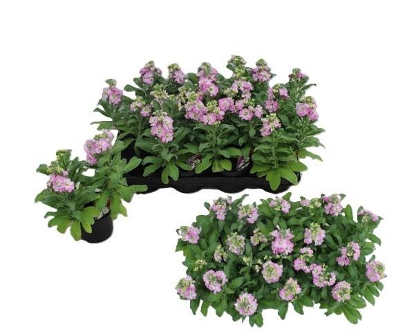 <h4>MATT CINDER PINK</h4>