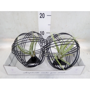Tillandsia