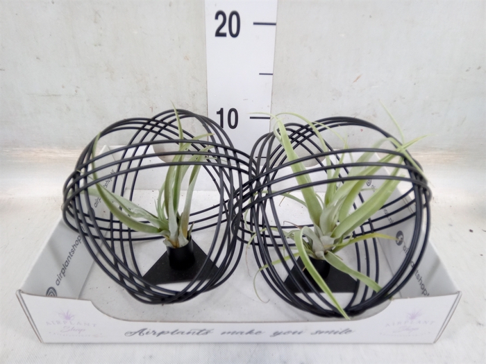 <h4>Tillandsia</h4>
