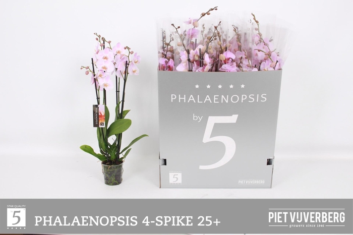 <h4>PHAL OV ROZE</h4>