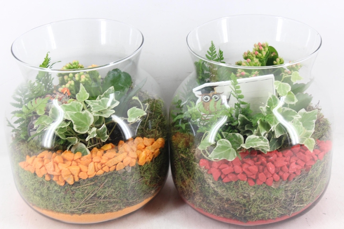 Arr2 Pl - Glas Candy X2 - Rood/oranje