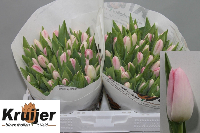 <h4>TU EN DYNASTY</h4>