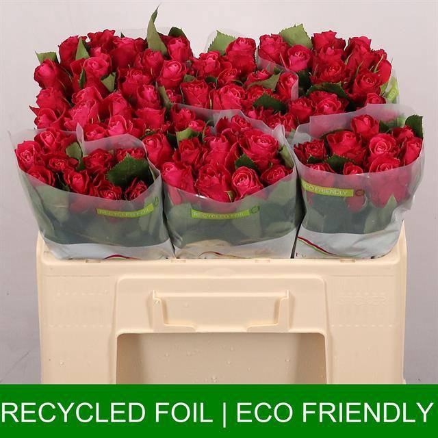 <h4>Rosa large movie star</h4>