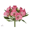 Alstroemeria avianna