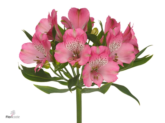 Alstroemeria avianna