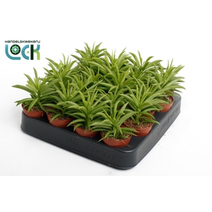 Peperomia Sweet Spark