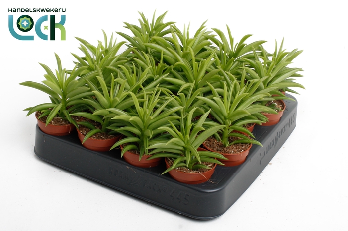 <h4>Peperomia Sweet Spark</h4>