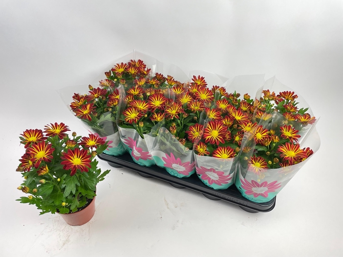 <h4>CHRYS RAINBOW CIRCUS</h4>