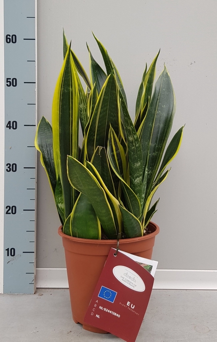 <h4>SANSEV TRIFASCIA  OV</h4>