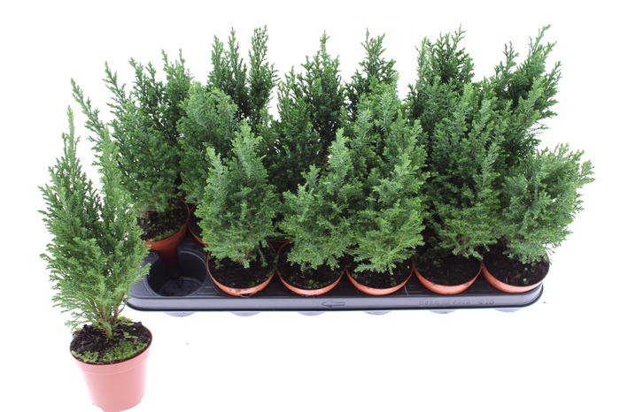 <h4>CHAM L ELLWOODII</h4>