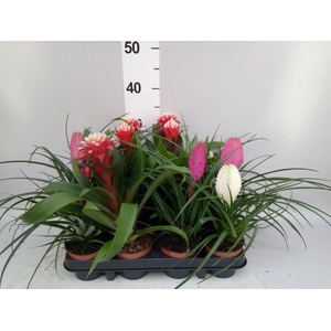 Bromelia ...mix