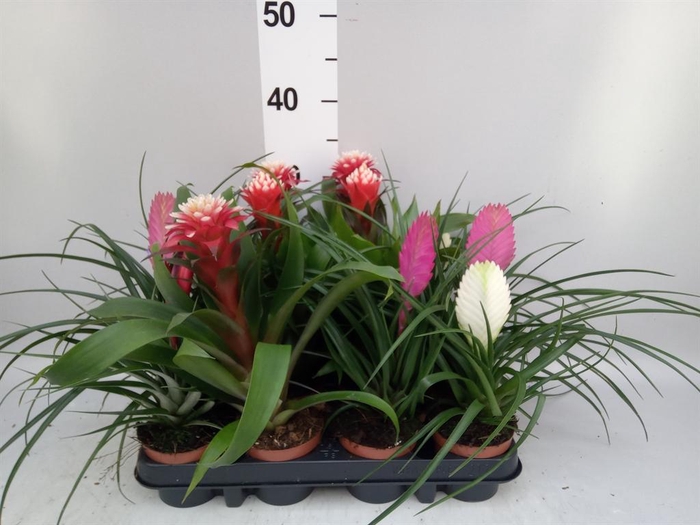 <h4>Bromelia   ...mix</h4>