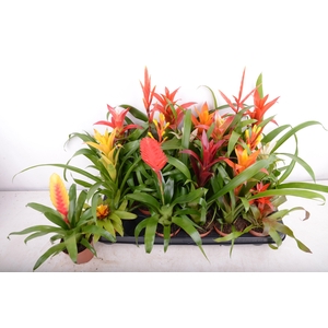 BROMELIA GEM 15 SRT