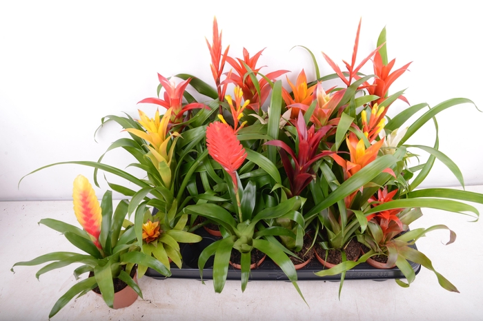 <h4>BROMELIA GEM 15 SRT</h4>