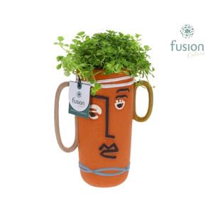 Terracotta Facepot met Pilea