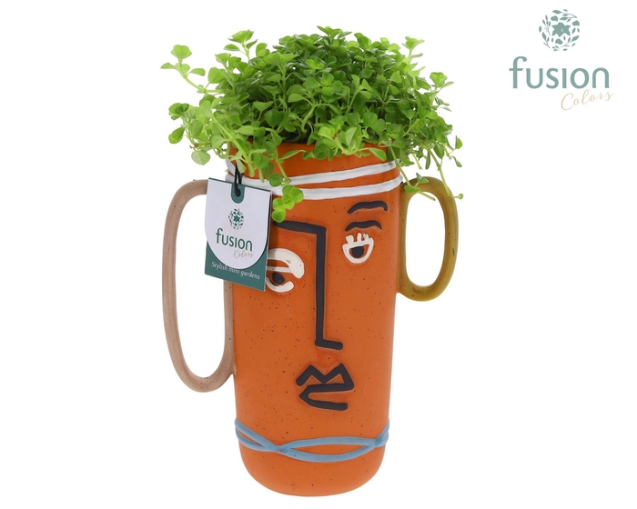 <h4>Terracotta Facepot met Pilea</h4>