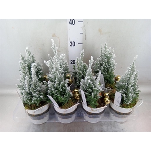 Arr.   Tuinplanten L%