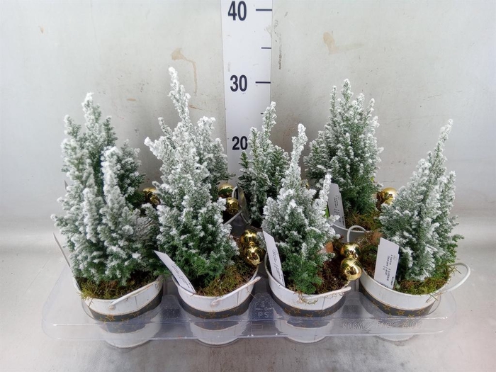 <h4>Arr.   Tuinplanten L%</h4>