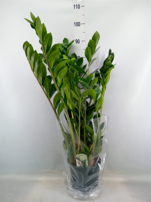 <h4>Zamioculcas zamiifolia</h4>