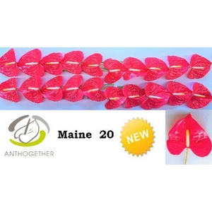 Anthurium Maine