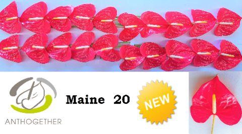 <h4>Anthurium Maine</h4>