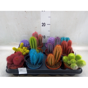 Cactus   ...