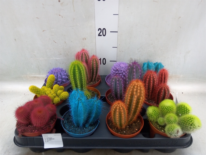 <h4>Cactus   ...</h4>