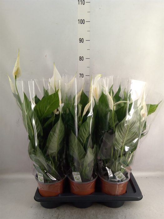 <h4>Spathiphyllum  'Bingo Cupido'</h4>