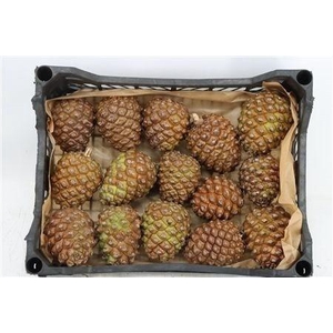 DENNENAPPEL H% ST