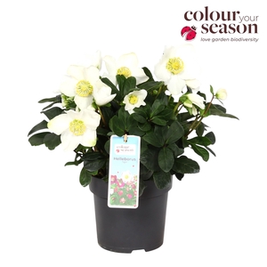 Helleborus Niger Christmas Carol P15