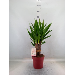 Yucca elephantipes   ...