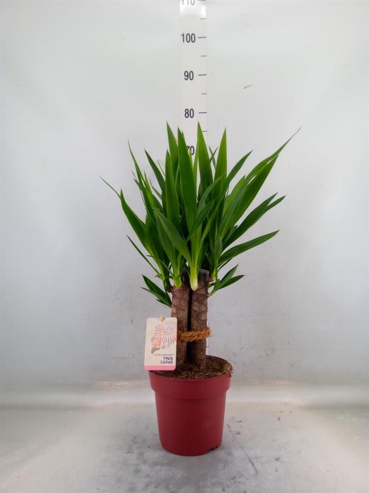 <h4>Yucca elephantipes   ...</h4>