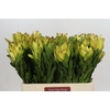 Leucadendron Goldstrike
