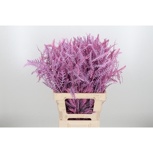 Grevilea Ivanhoe Kl Bh Roze