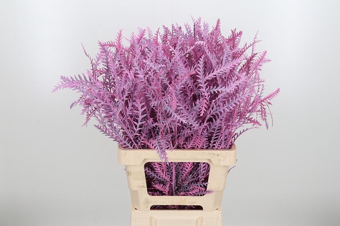 <h4>Grevilea Ivanhoe Kl Bh Roze</h4>