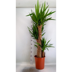 Yucca elephantipes   ...
