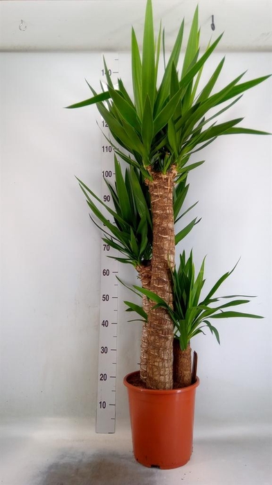 <h4>Yucca elephantipes   ...</h4>