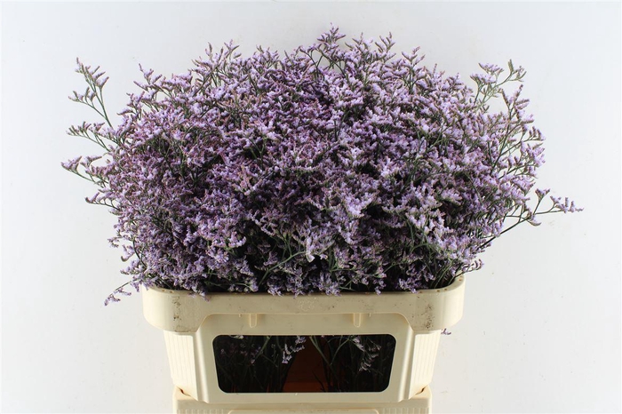 <h4>Lim Saf Lilac</h4>