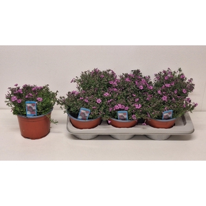 PHLOX S FAB D ROS EY