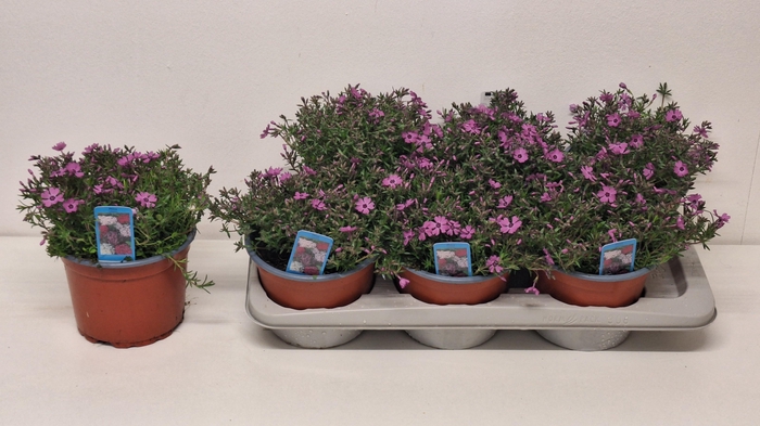 <h4>PHLOX S FAB D ROS EY</h4>