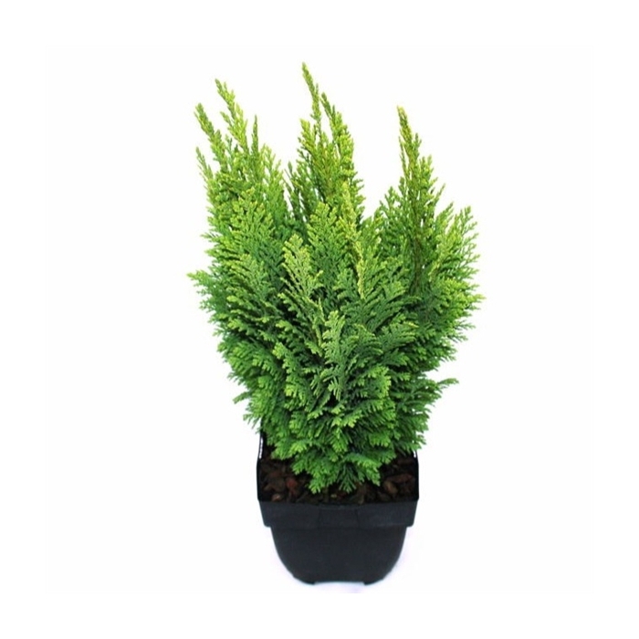 <h4>Chamaecyparis lawsoniana 'Ellwood's Empire' P17</h4>