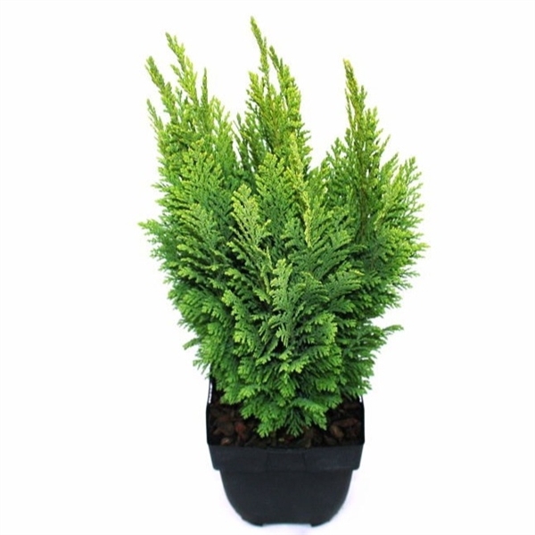 <h4>Chamaecyparis lawsoniana 'Ellwood's Empire' P17</h4>