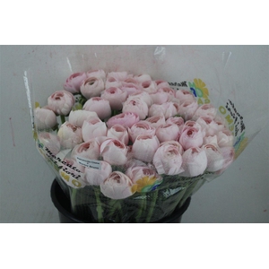 Ran Cloni Ex Lady Hanoi Pink